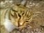 Lindami