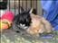 rabbitlove